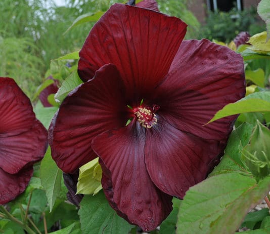 Superior Herbaceous Perennials from Colorado State University