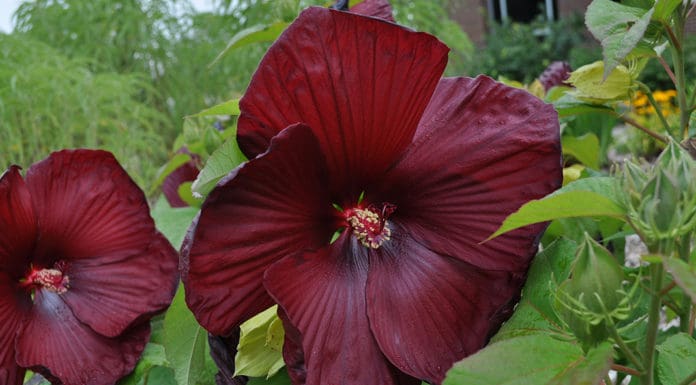 Superior Herbaceous Perennials from Colorado State University