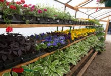 Direct Delivery of Diverse Tree & Shrub Selection