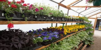 Direct Delivery of Diverse Tree & Shrub Selection