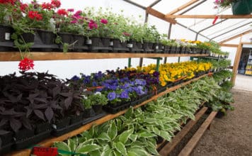 Direct Delivery of Diverse Tree & Shrub Selection