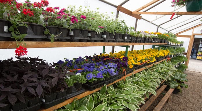 Direct Delivery of Diverse Tree & Shrub Selection