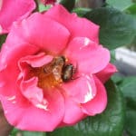 Implementing Multiple Strategies to Battle Japanese Beetle
