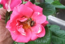 Implementing Multiple Strategies to Battle Japanese Beetle