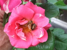 Implementing Multiple Strategies to Battle Japanese Beetle