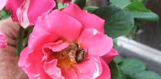 Implementing Multiple Strategies to Battle Japanese Beetle
