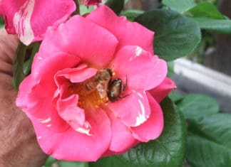 Implementing Multiple Strategies to Battle Japanese Beetle