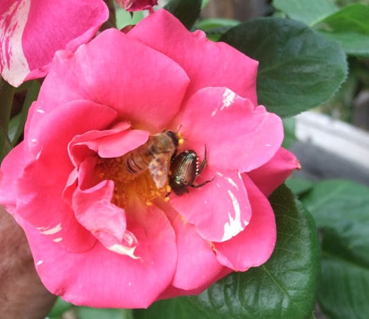 Implementing Multiple Strategies to Battle Japanese Beetle