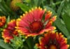 Popular Annuals & Perennials