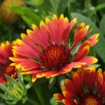 Popular Annuals & Perennials