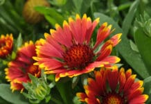 Popular Annuals & Perennials