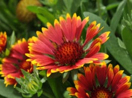 Popular Annuals & Perennials
