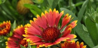 Popular Annuals & Perennials