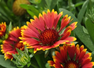 Popular Annuals & Perennials