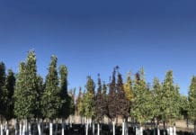 The Growing Popularity of Container Trees