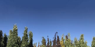 The Growing Popularity of Container Trees