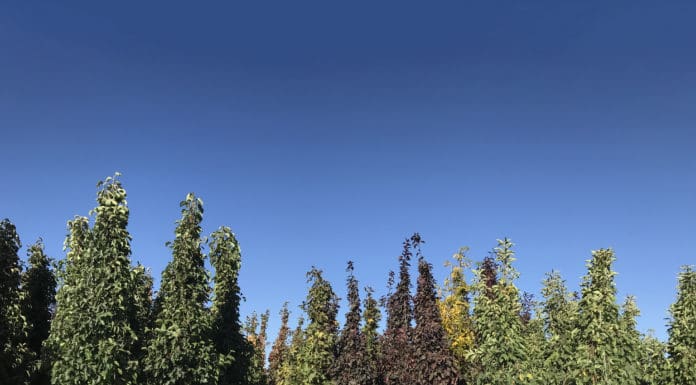 The Growing Popularity of Container Trees