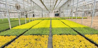 Production Planning for Bust & Boom Cycles