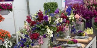 Ideas from the California Trials for 2020 Plant Ordering