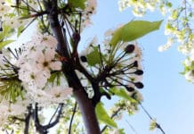 BEST MANAGEMENT PRACTICES FOR PESTS: Rampant Fire Blight in 2018