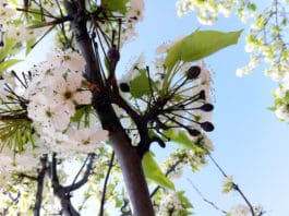 BEST MANAGEMENT PRACTICES FOR PESTS: Rampant Fire Blight in 2018