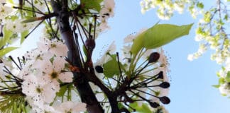 BEST MANAGEMENT PRACTICES FOR PESTS: Rampant Fire Blight in 2018