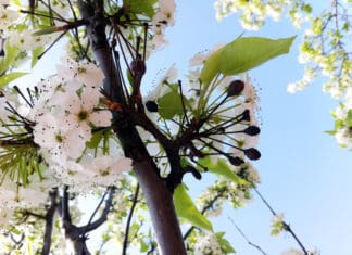 BEST MANAGEMENT PRACTICES FOR PESTS: Rampant Fire Blight in 2018