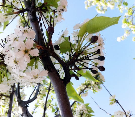 BEST MANAGEMENT PRACTICES FOR PESTS: Rampant Fire Blight in 2018