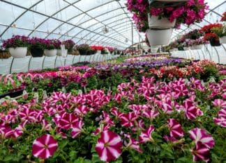 A Quality Advantage from Growing Our Own