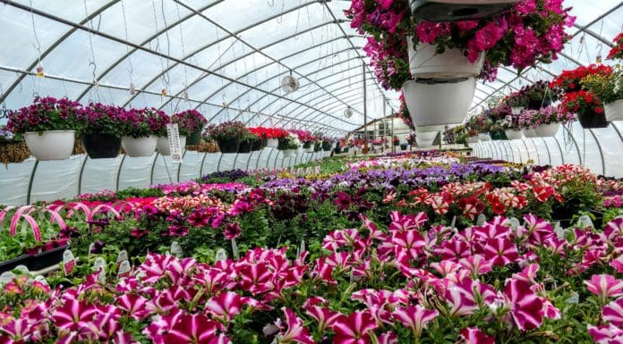 A Quality Advantage from Growing Our Own