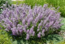 Plant Select 2020 Introductions