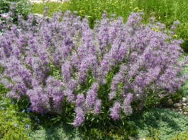 Plant Select 2020 Introductions