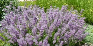 Plant Select 2020 Introductions