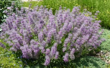 Plant Select 2020 Introductions