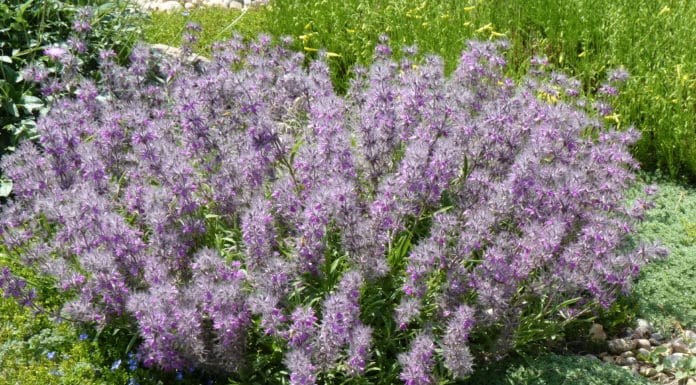 Plant Select 2020 Introductions