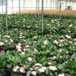 Work Together with Growers to Develop Custom Solutions