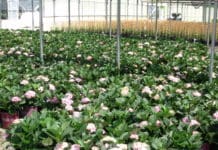 Work Together with Growers to Develop Custom Solutions