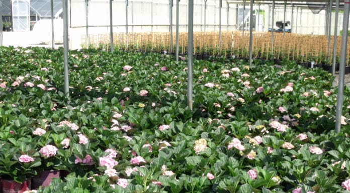 Work Together with Growers to Develop Custom Solutions