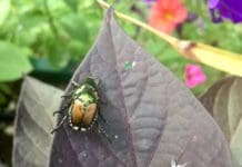 Evolving Efforts to Protect Plants from Pests