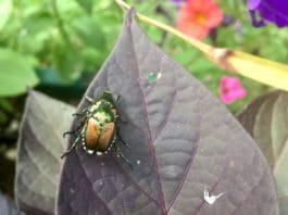 Evolving Efforts to Protect Plants from Pests