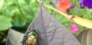 Evolving Efforts to Protect Plants from Pests