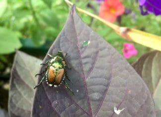 Evolving Efforts to Protect Plants from Pests