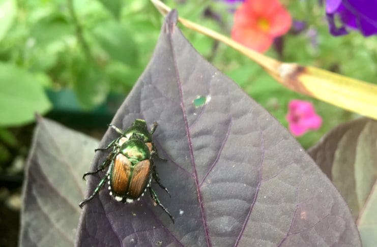 Update: Japanese Beetle – Nursery Imports from Oregon to Colorado