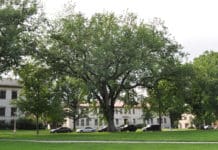 How to Care for Mature Trees