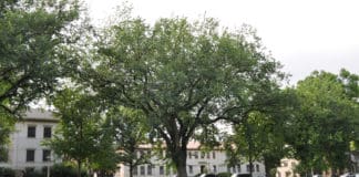 How to Care for Mature Trees