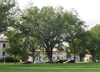 How to Care for Mature Trees