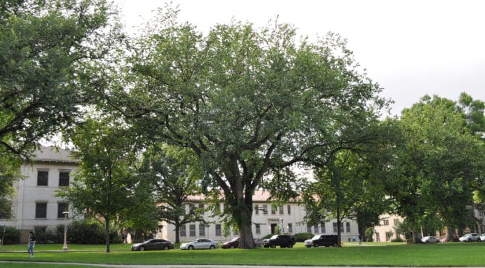How to Care for Mature Trees