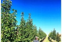 An Expanding Plant Palette for Diversifying Interests