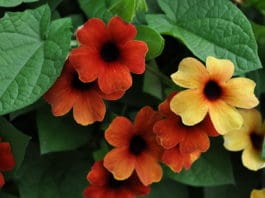 Consumer Favorites from 2019 Annual Trial Gardens