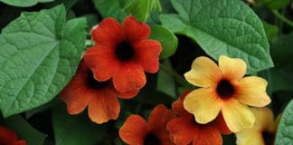 Consumer Favorites from 2019 Annual Trial Gardens